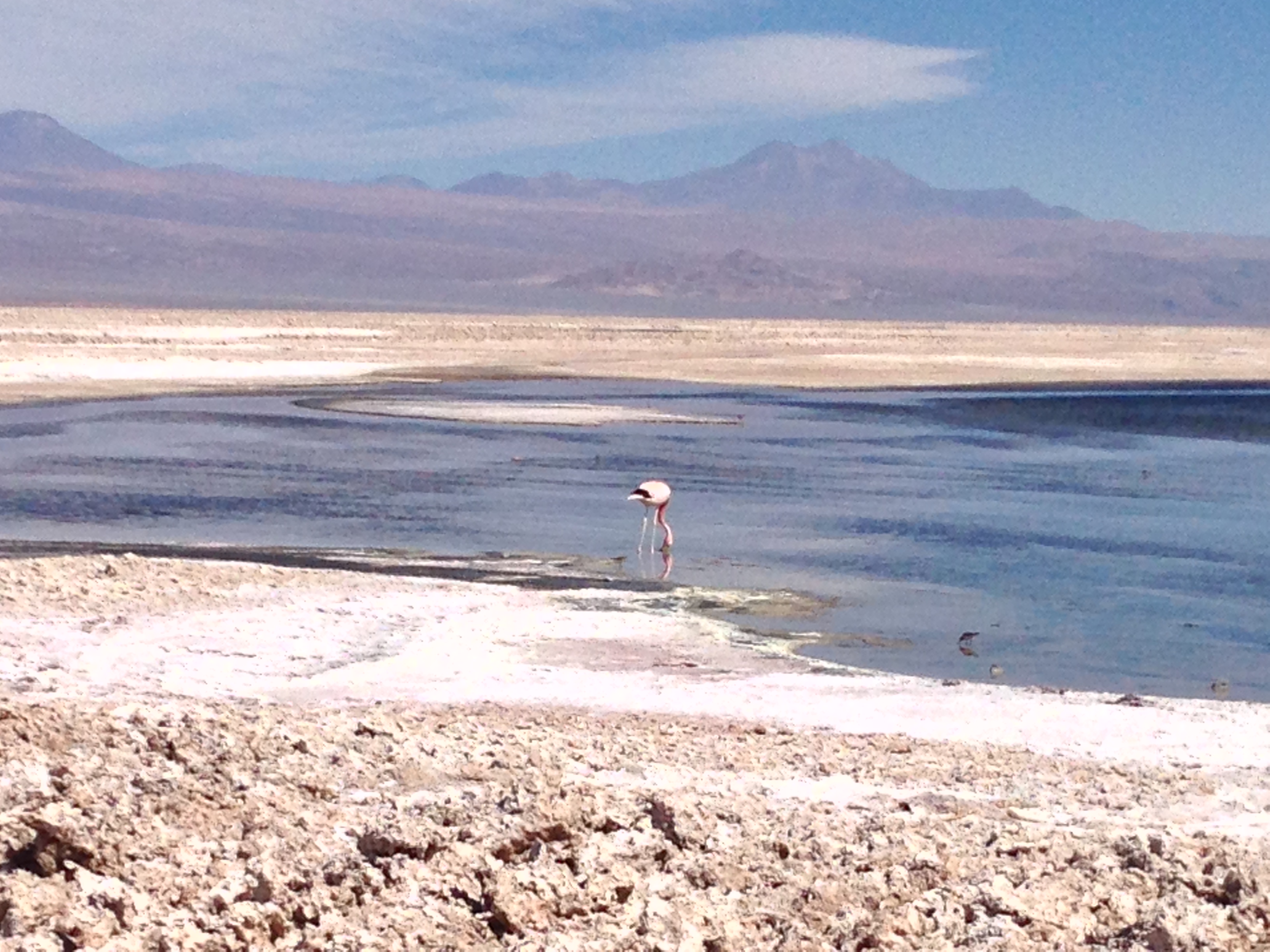 Cile - Laguna Chaxa - Alida Travel