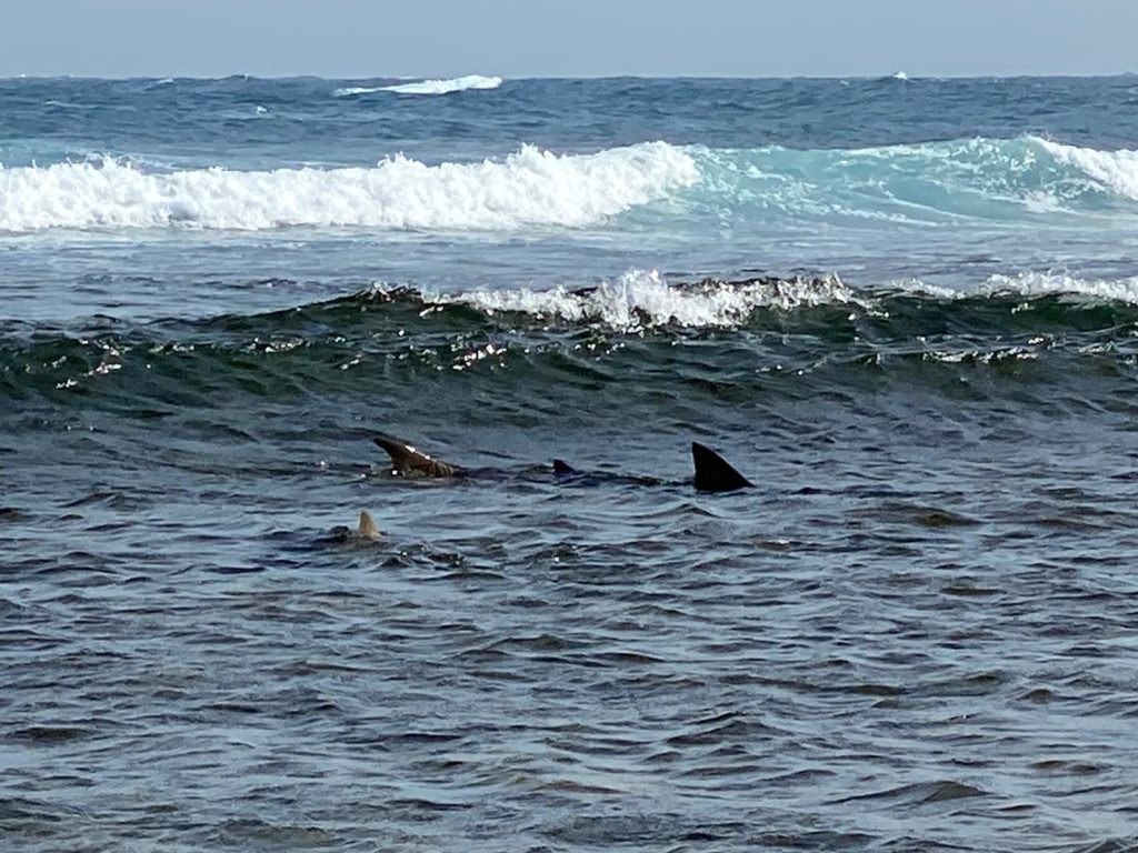 Shark Bay - Capo Verde - Alida Travel